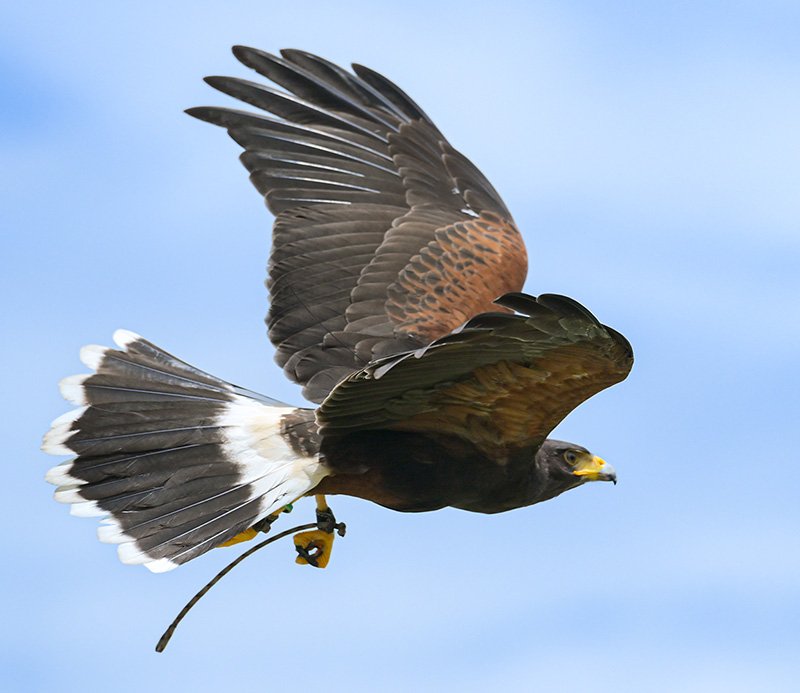 hawk