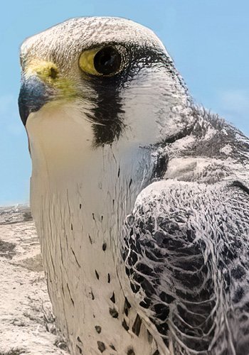 Talon